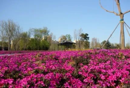 北京五环最美花海,附近免费景点踏青网红打卡地