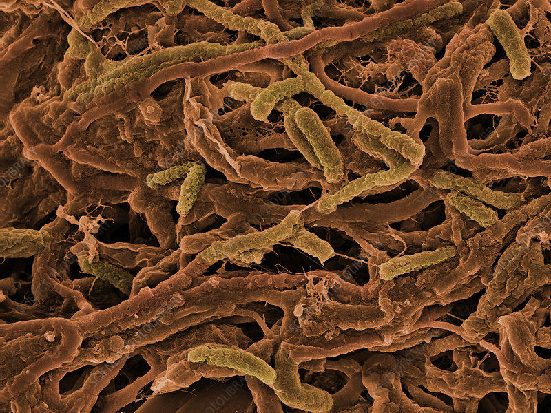 马里亚纳海沟最新研究,10975米的马里亚纳海沟底部