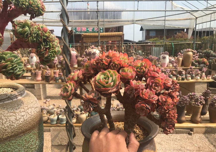 自从养花生活质量都变好了,花园生活的真实感受