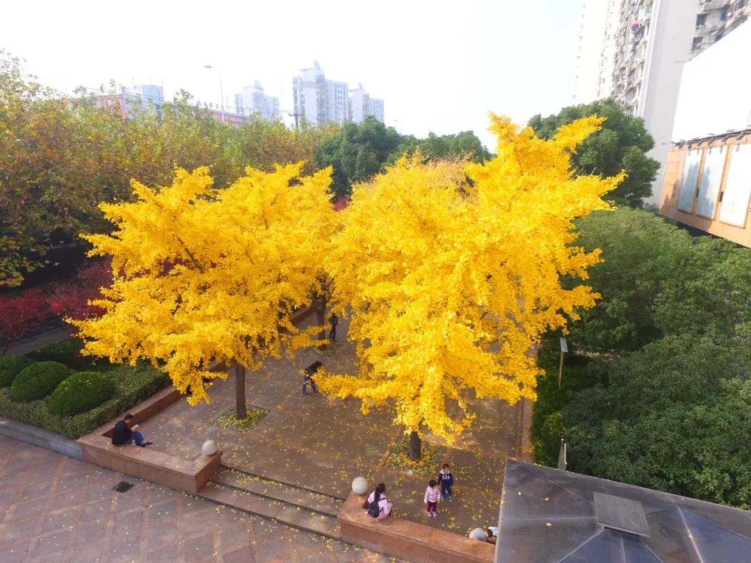 上海银杏叶打卡的地方,上海周边哪里有银杏叶