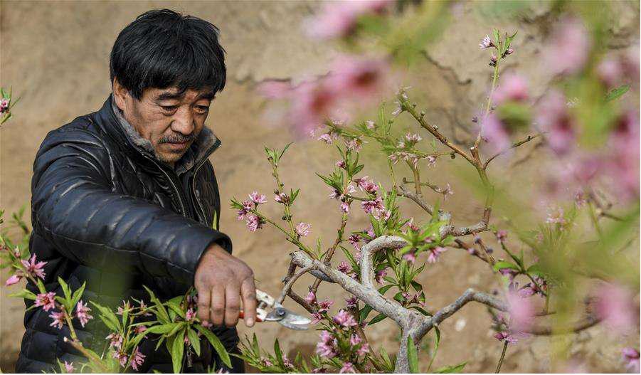 桃树如何快速整形,桃树怎么整形