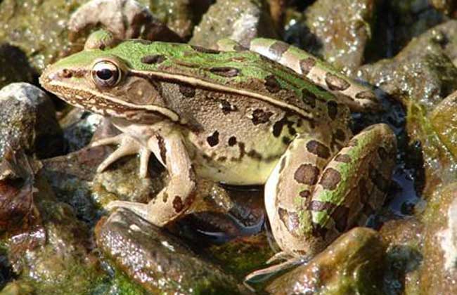 养殖青蛙的家常做法,新手养殖青蛙怎样入行