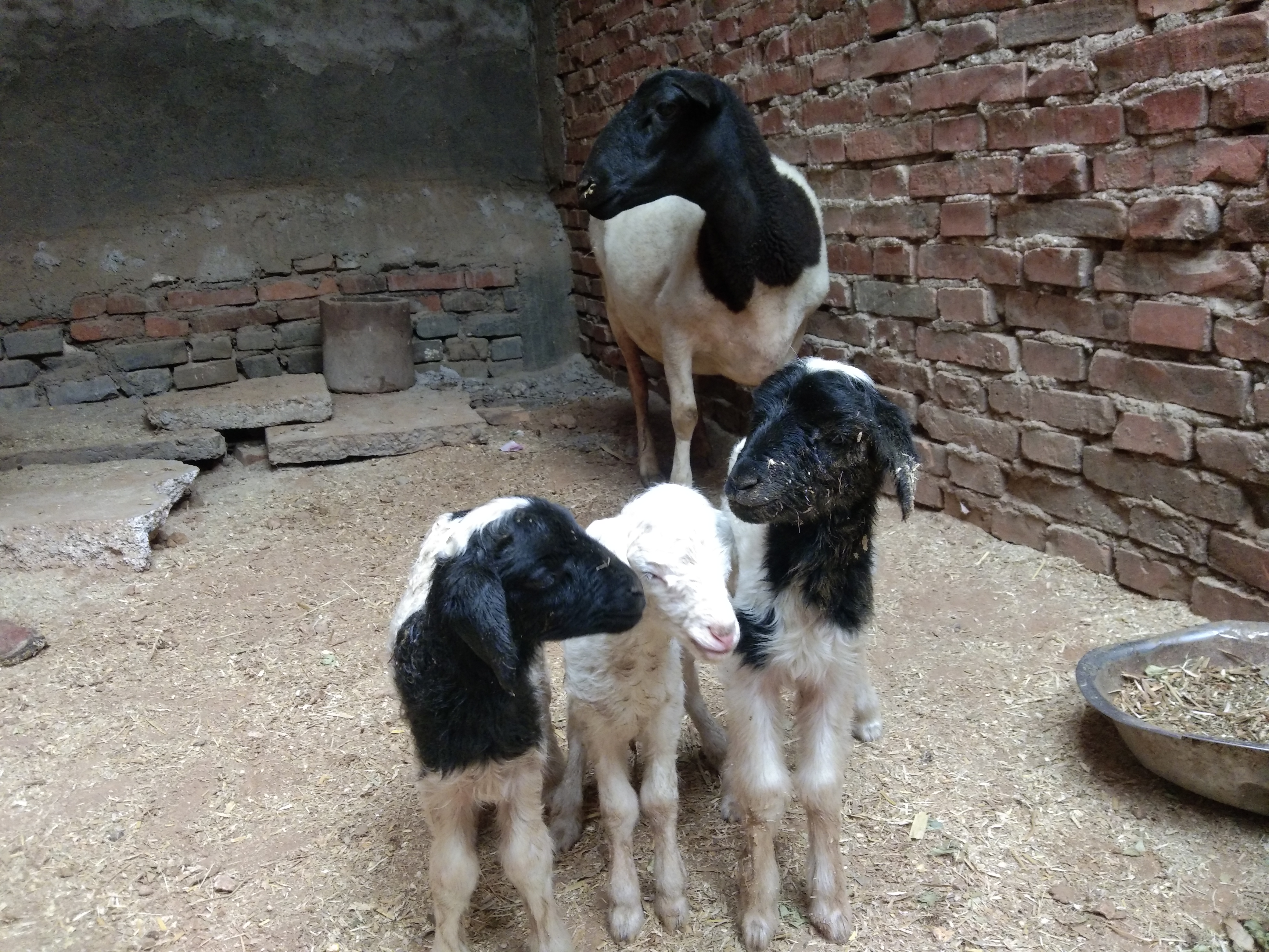 养羊中常遇到的几种母羊不受孕的原因，及其治疗方法、注意事项