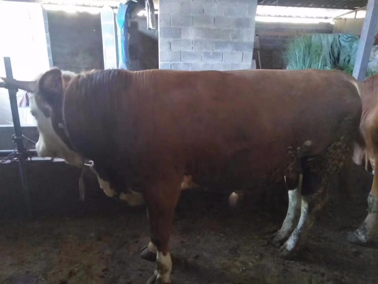 母牛正确的饲喂方法,育肥牛喂母牛的禁忌