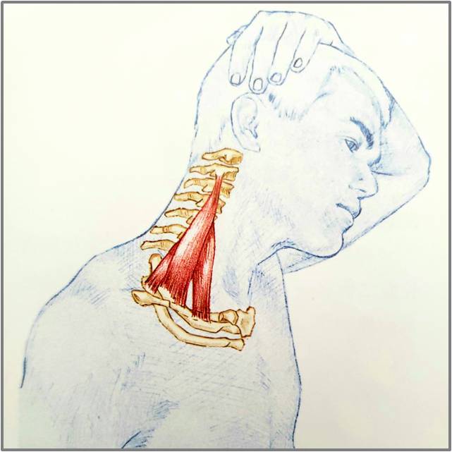 颈部的锻炼方法脖子酸胀,颈部舒缓拉伸动作
