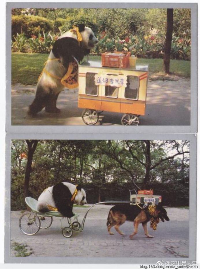 尘封的宝藏，童年的记忆：《动物王国窃案》及那些被遗忘的神作