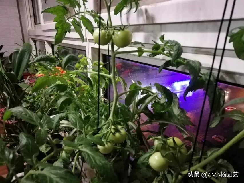 阳台种植蔬菜的方法和技巧 (阳台种植蔬菜的方法和技巧省空间)