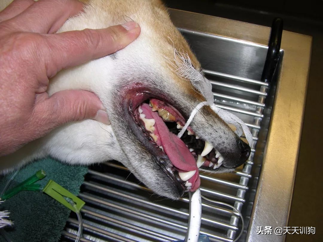 狗狗刚洗完澡还是有体味怎么办,打完疫苗第一针狗狗突然体味很重