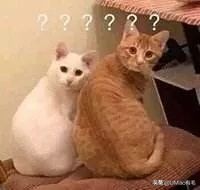 猫感冒会传染其他猫吗,猫感冒了有哪几种表现