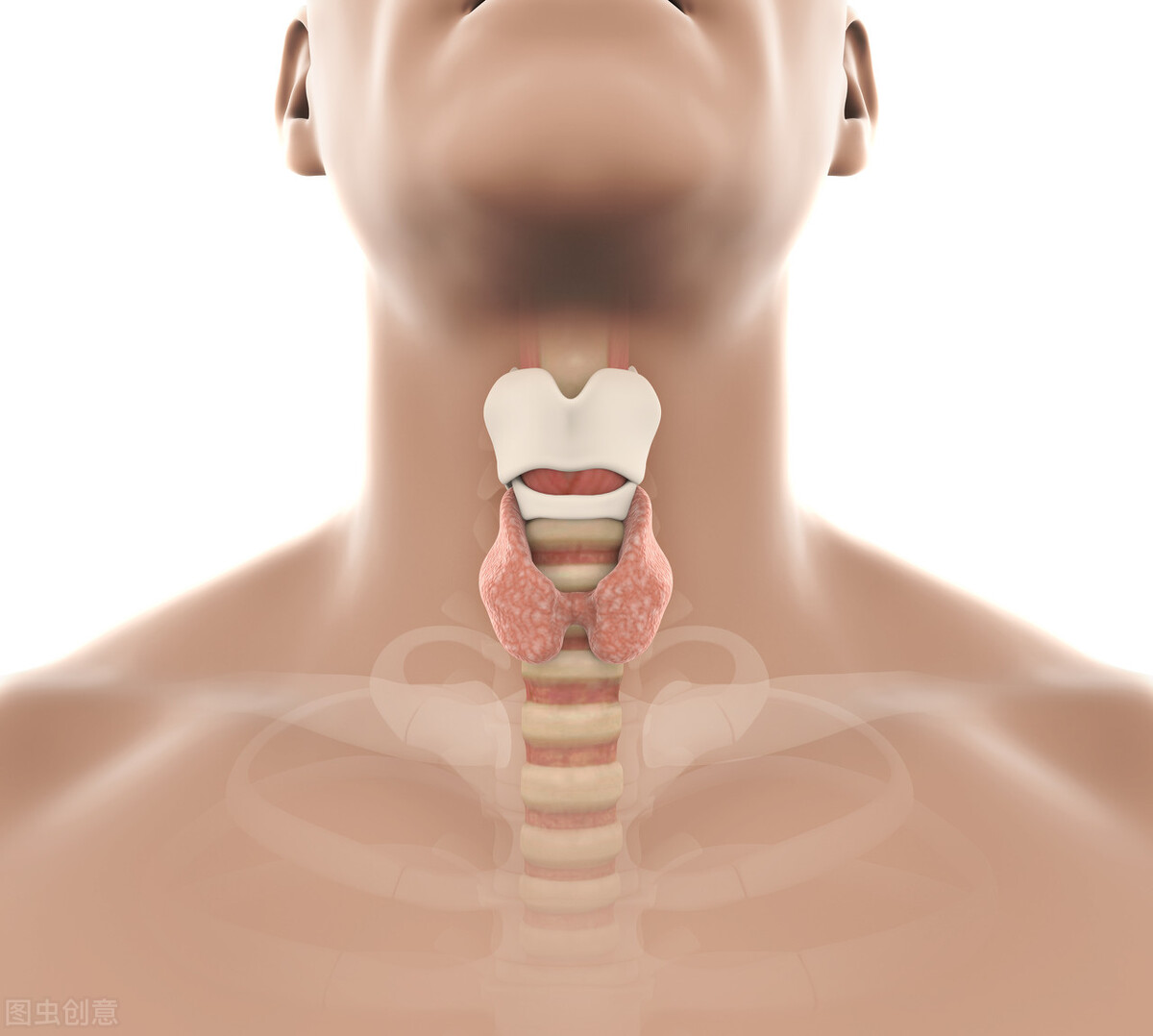 专家提醒:别让甲状腺疾病影响你的公务员体检