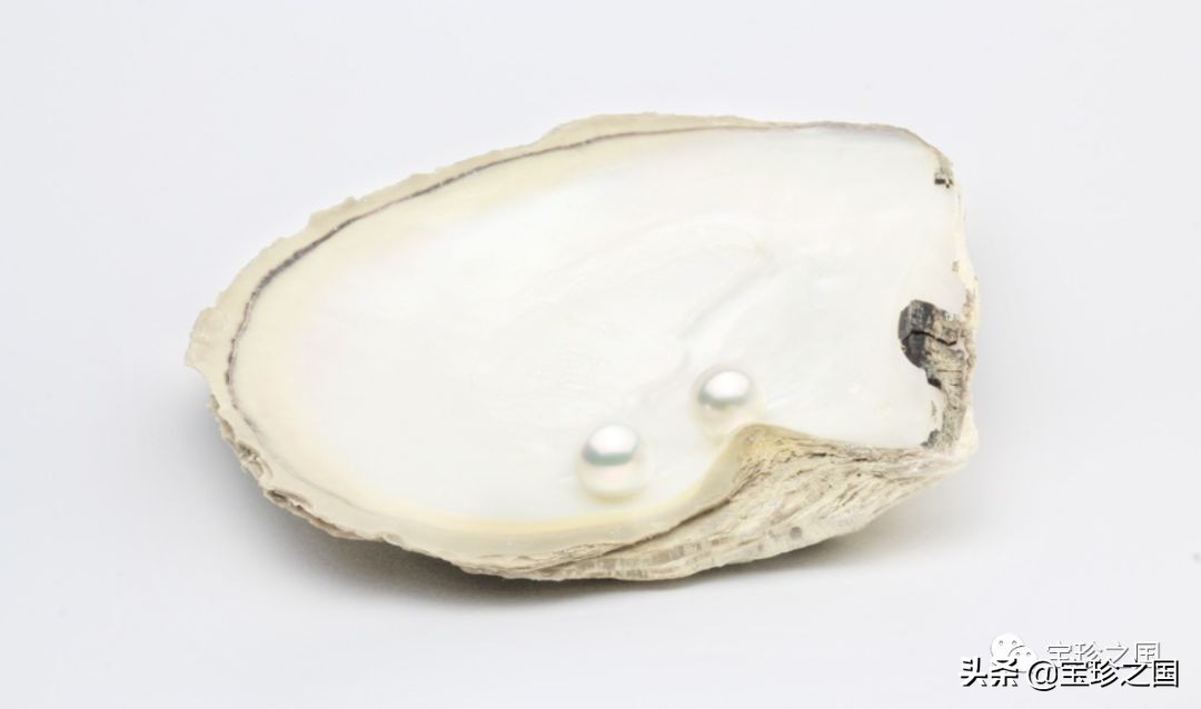 智识珍珠07|南洋白珠：珍珠界的“禁欲系”代表
