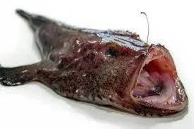 鮟鱇鱼是雌雄一体吗,鮟鱇鱼繁殖方式