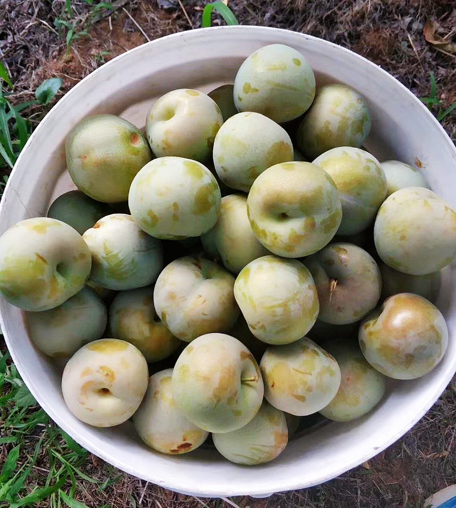 三度书咖开店手记:想吃时令水果,来找我们就对了