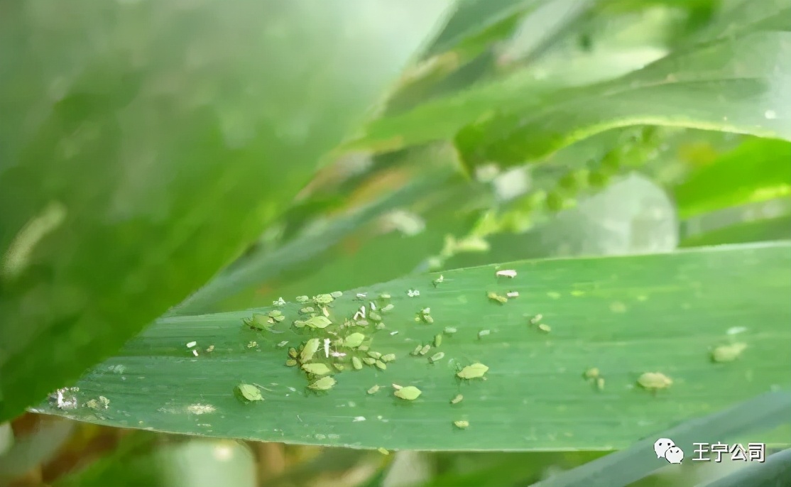 夏播玉米虫害图片大全,玉米虫害图谱高清大图