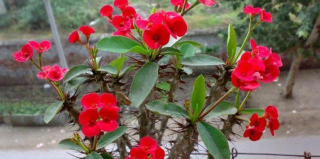 冬天什么时候买花最好,冬天买花注意事项