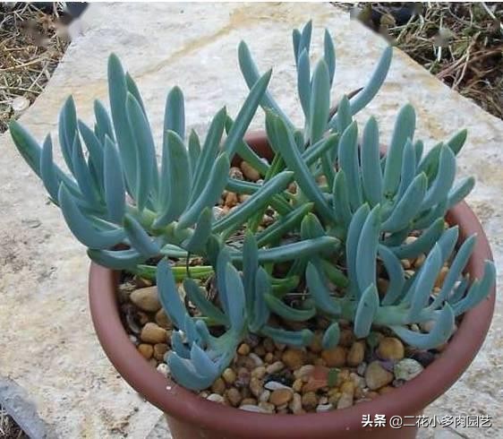 365种·常见花卉图谱，观果和多肉植物收藏篇