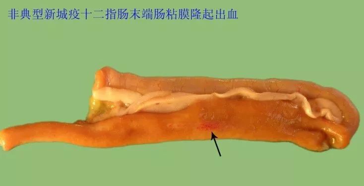 家禽常见疾病及检测方法书籍,家禽养殖疾病诊断