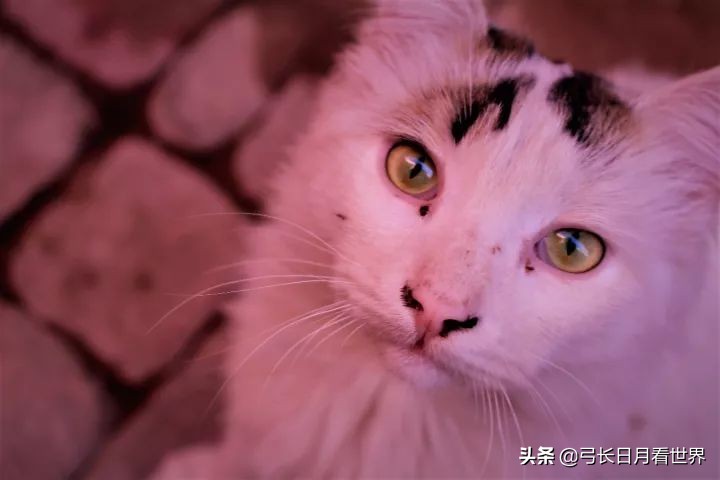 免签国家摩洛哥,摩洛哥撒哈拉沙漠与三毛