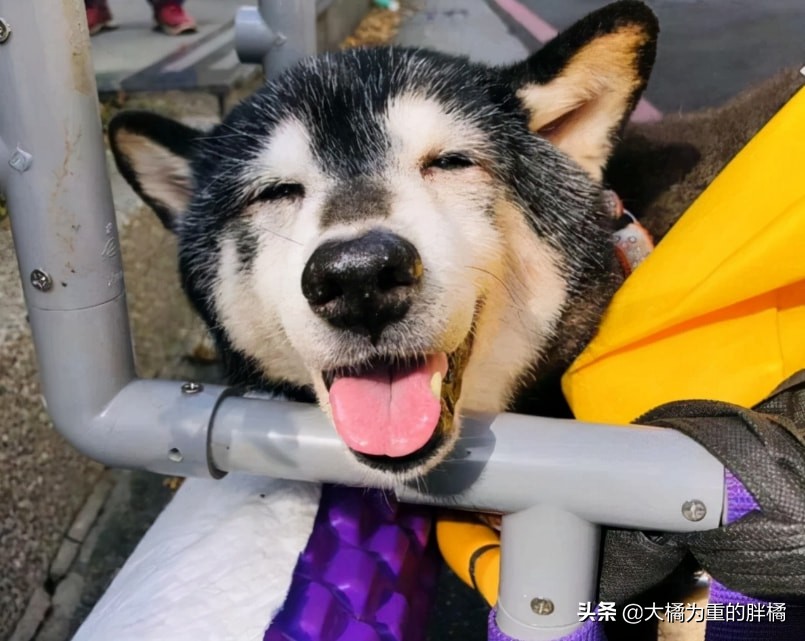 被主人安乐的柴犬,台湾安乐死狗