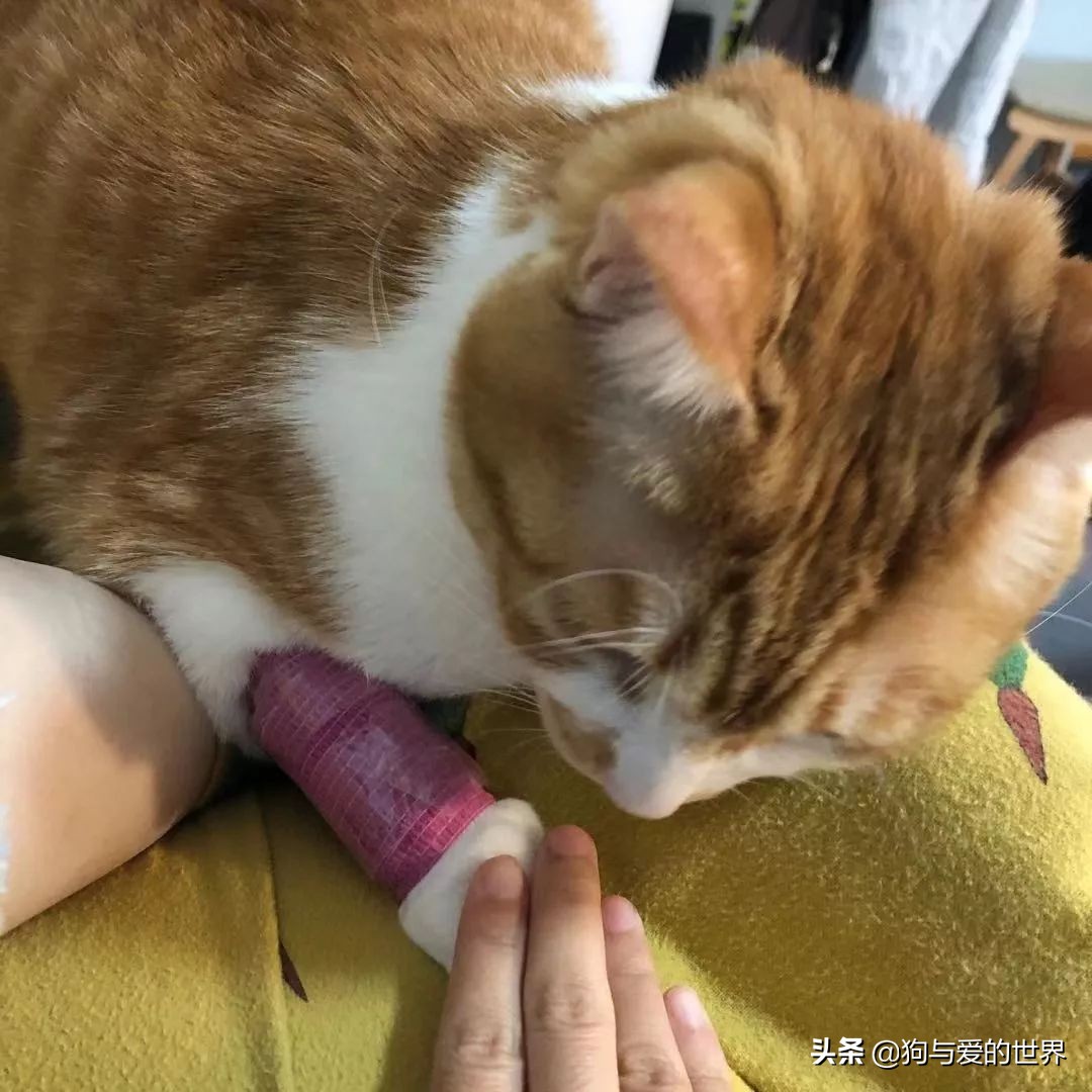 猫猫为什么喜欢躲在暗处扑人,猫猫为什么把爪子藏起来