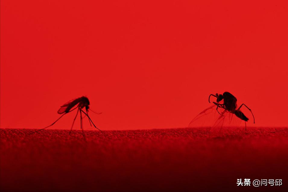 为什么有的人被蚊子叮了不痒,为什么有的人不招蚊子叮咬