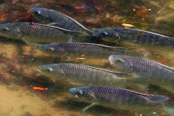 生态养殖鲤鱼怎么养,水库鲤鱼的养殖技术与管理