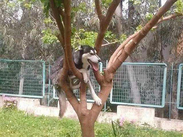 论哈士奇能有多聪明,哈士奇的智商和训犬师