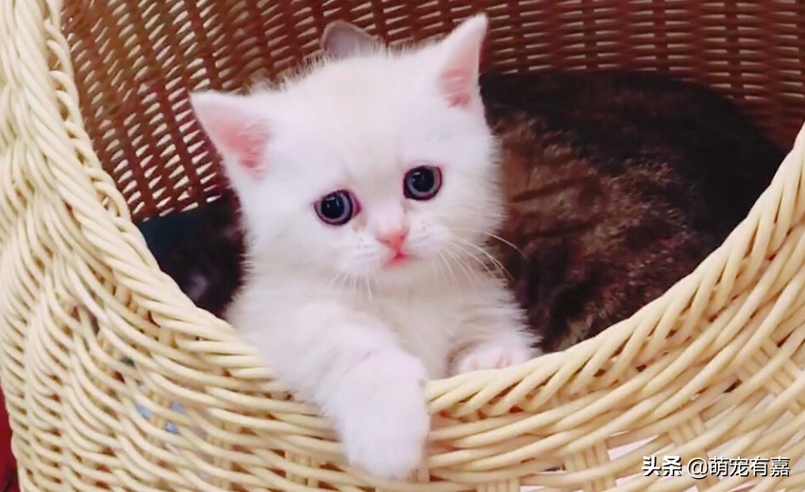 刚出生奶猫怎么救助,流浪猫会怎么对待哺乳期的母猫