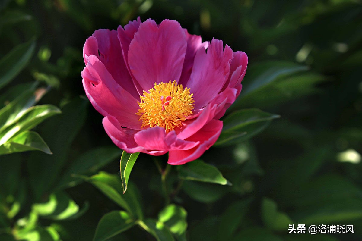 大院绿化的回忆——顺便看看院里的芍药定个究竟有多少种？