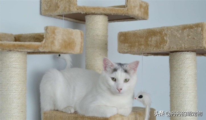 猫咪无法拒绝的三件事,猫咪最难以抗拒的东西