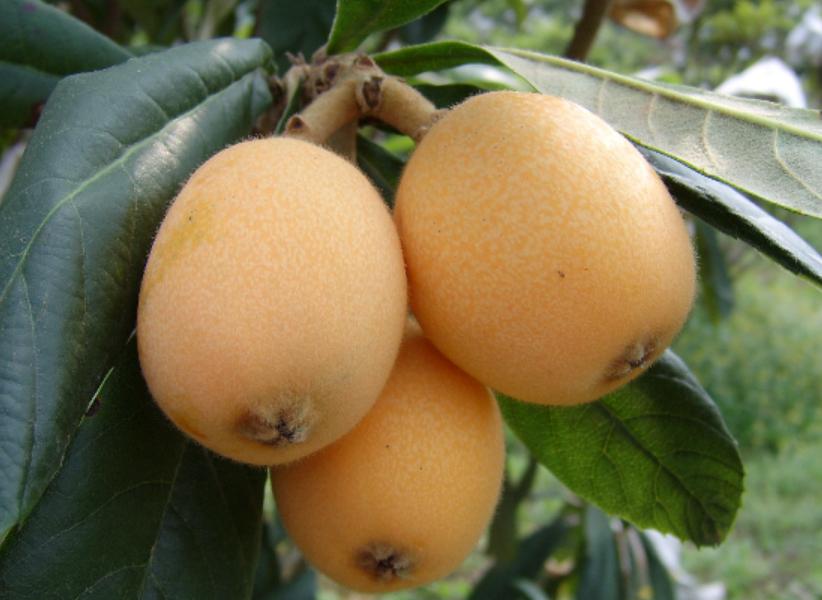 四川特色土货都有哪些,四川农村著名的美食有哪些