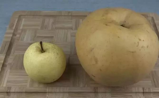 前景最好的梨树品种晚秋黄梨,泌阳晚秋黄梨