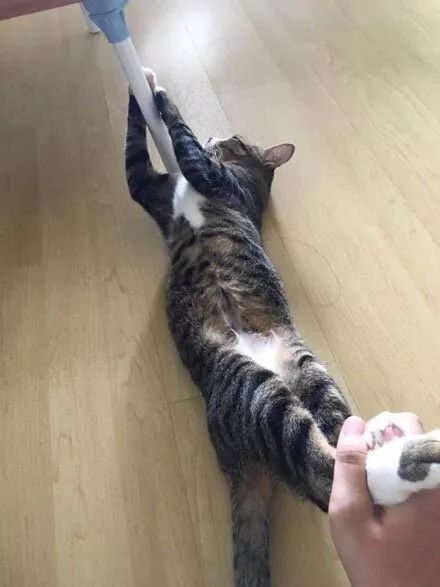 冬天给猫咪洗澡需要注意什么,鸽子冬天洗澡需要注意什么