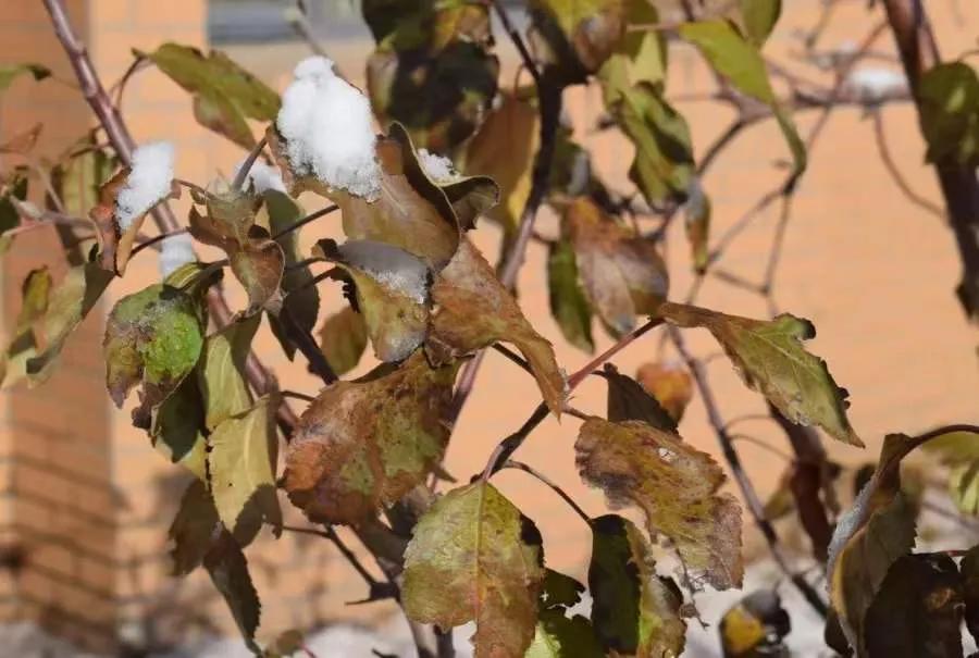 绿岛的雪，我最爱的样子你都有