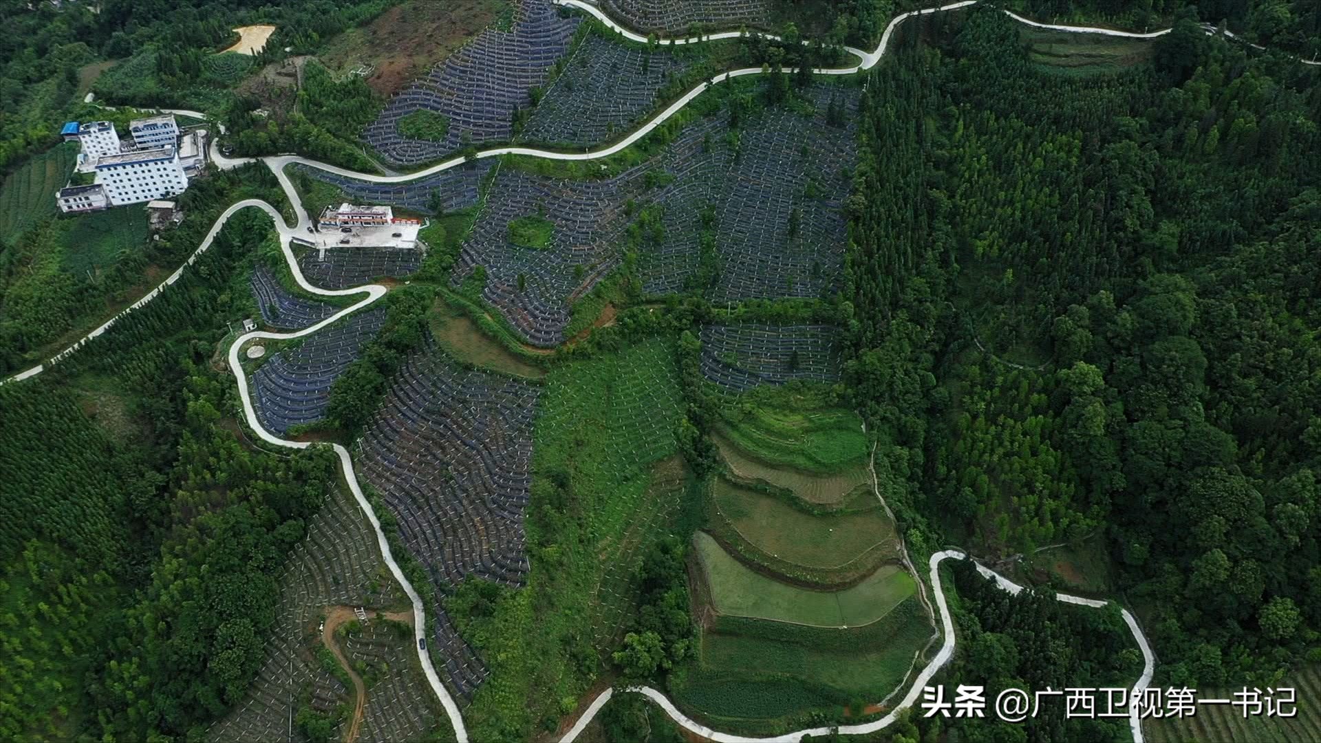 广西七大攻坚战,广西农垦五大攻坚战