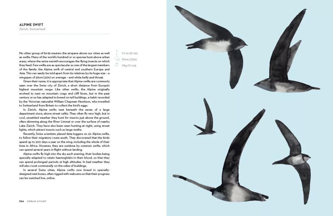 童真稚趣,稚拙童趣天真