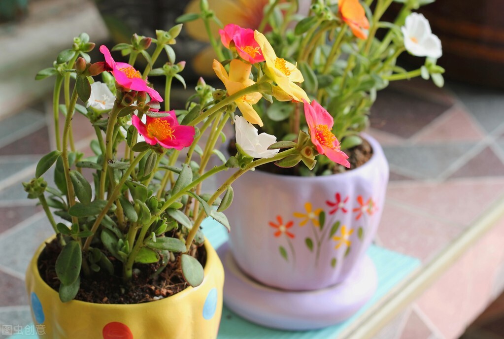 养什么植物晒不死又不怕冻,北方冬天适合养的花草耐寒耐冻