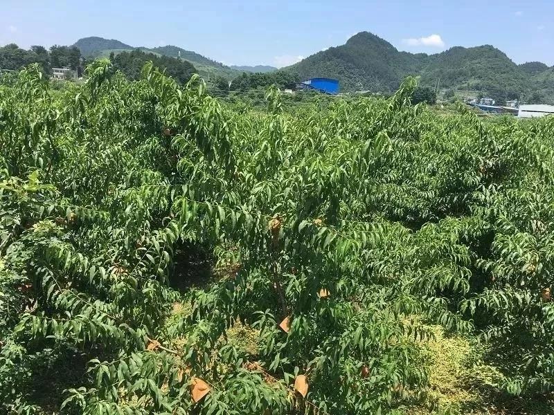 黄金蟠桃便宜,黄金蟠桃口感特别好价格实惠