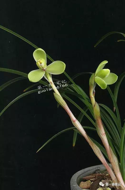 [花开欣赏]0228：高抗性的春兰“定缘梅”经典呈现
