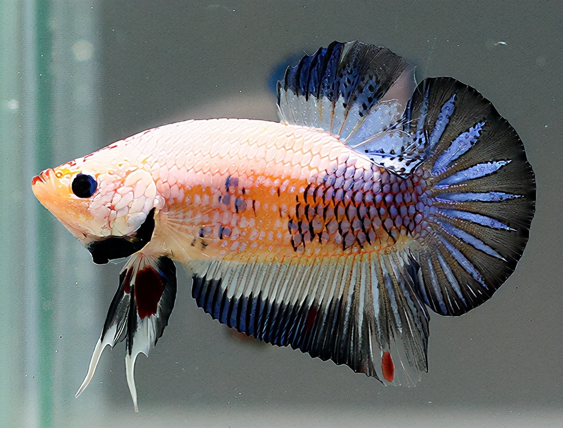 十大适合新手养的小型观赏鱼,新手养的白化观赏鱼怎么养