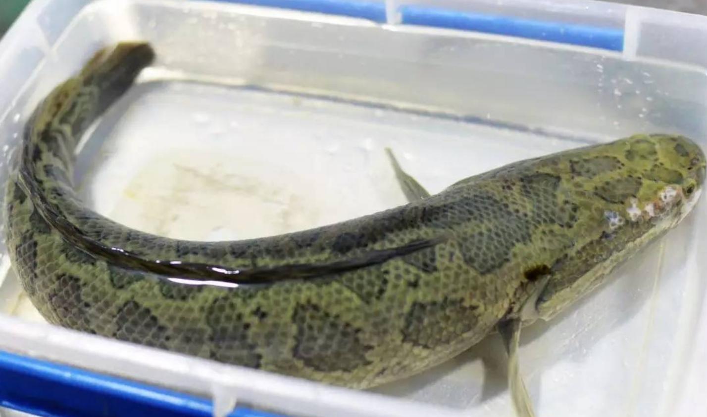 清汤黑鱼火锅的正宗做法教程,黑鱼片的家常做法简单又好吃