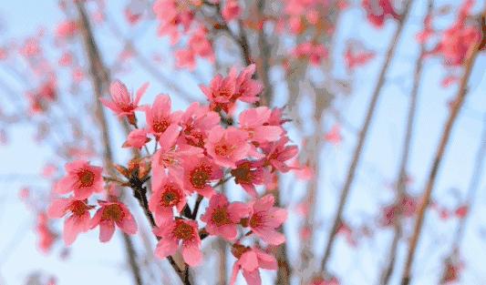 王羽诗句,王羽朗诵视频