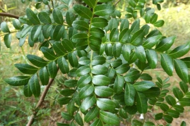 清香木掉叶子怎么补救,清香木掉叶子了怎么办呢