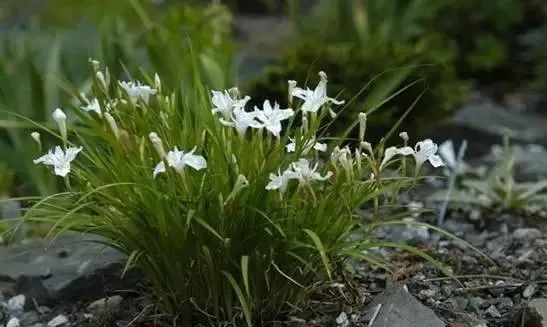 岩石花园景区,岩石园常用花卉
