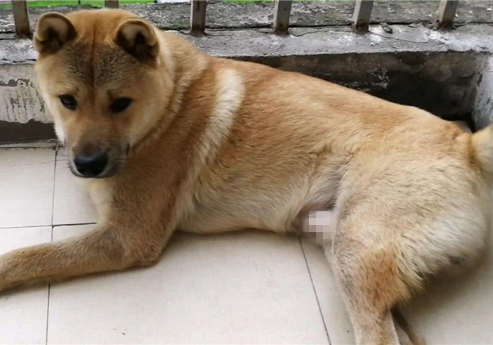 土狗绝对是最忠诚的狗,土狗的警惕性有多强