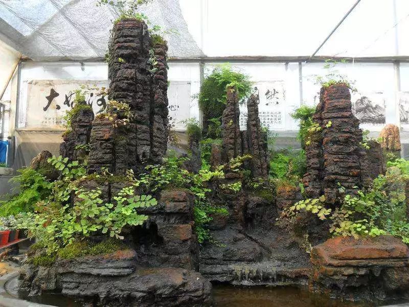 水旱树石盆景图片,什么树石盆景最好