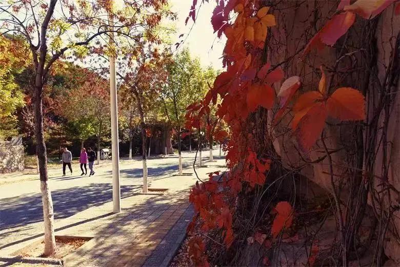 创森进行时丨立冬后，我把丰台的秋，收进了相册里