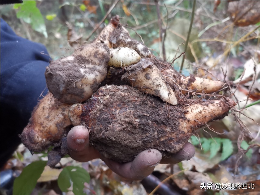 发现黔西北|毕节农村一种叫毛蕉的植物，做成食物很多人没有见过