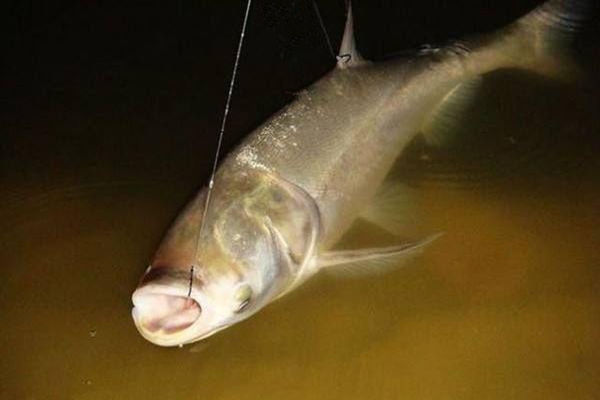 盘式钓鲢鳙,钓鲢鳙的鱼盘