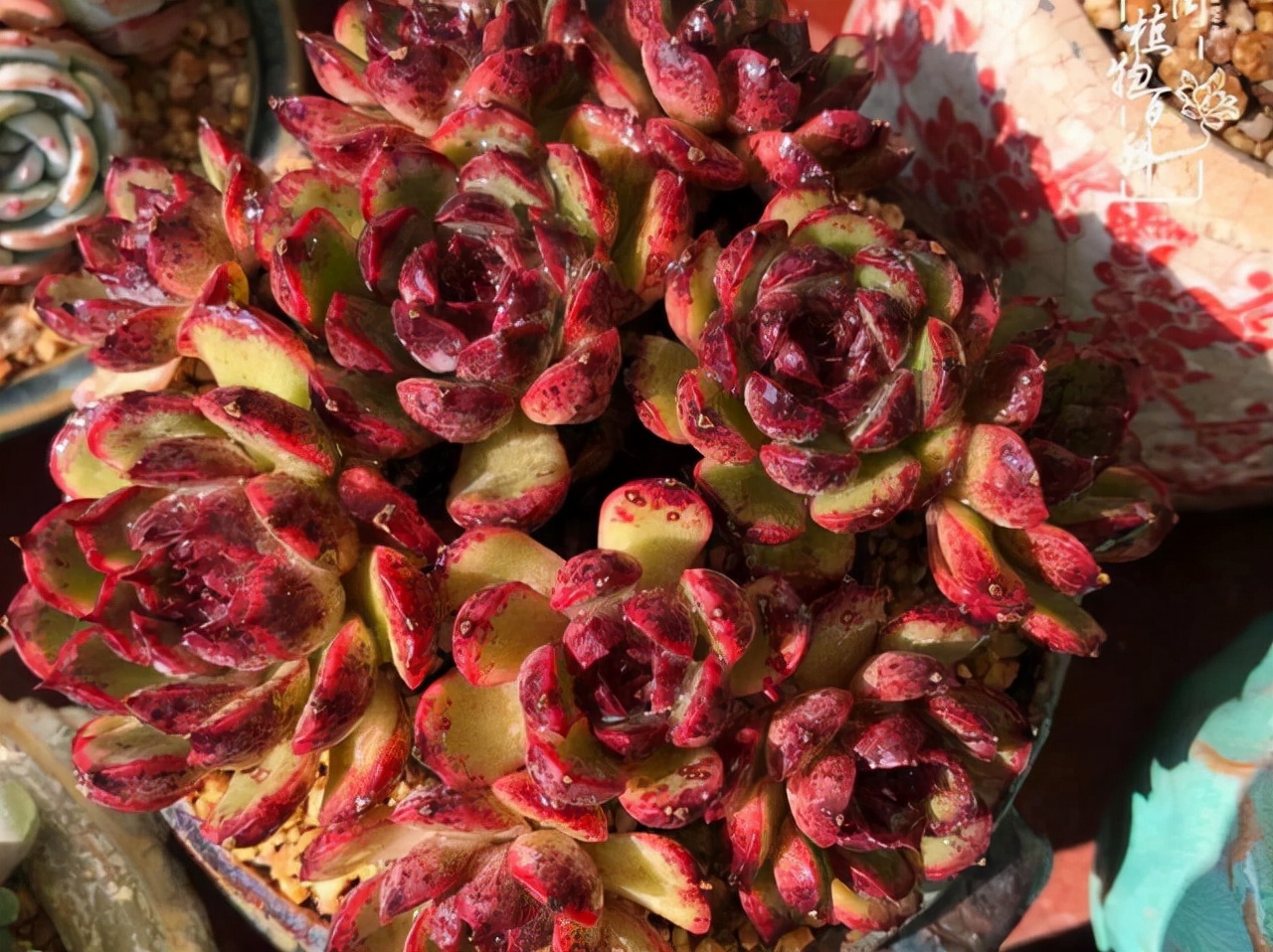 好养而且容易爆盆的多肉 (在家养这几种多肉分分钟养爆盆)